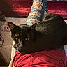 black_cat, cat, pet, indoor, lap, ripped_jeans, red_shirt, person, furniture, bed, carpet, relaxing, cozy, resting, animal, whiskers, ears, fur, yellow_eyes, domestic_cat