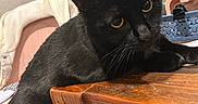 Lexi joined the competition — help win amazing prizes! black_cat, cat, yellow_eyes, wooden_table, star_decoration, pink_chair, cushion, mirror, calendar, indoor, furniture, pet, animal, resting, close_up, domestic, cozy, household, fur, whiskers