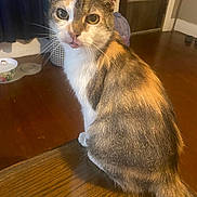 Lazy joined the competition — help win amazing prizes! animal, background, calico, cat, closeup, curious, cute, domestic, ears, feline, hardwood_floor, household, indoor, pet, pet_bowl, sitting, table, tail, whiskers, wooden_table