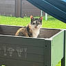 animal, background, blue_fabric, calico_cat, cat, curious, daylight, feline, garden_planter, grass, greenery, looking, nature, outdoor, pet, plant_container, raised_bed, serious_expression, sunlight, wooden_structure