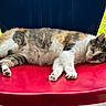 animal, calm, cat, daytime, feline, fur, grass, nap, nature, outdoor, paw, peaceful, pet, quiet, red_chair, relaxing, resting, sleeping, sunlight, whiskers