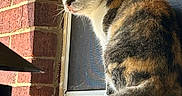 Lazy joined the competition — help win amazing prizes! animal, brick_wall, calico, cat, daylight, domestic_animal, fur, looking_away, mammal, outdoor, perched, pet, quiet, resting, side_view, still_life, sunlight, tail, texture, window
