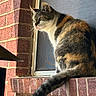 animal, brick_wall, calico, cat, daylight, domestic_animal, fur, looking_away, mammal, outdoor, perched, pet, quiet, resting, side_view, still_life, sunlight, tail, texture, window