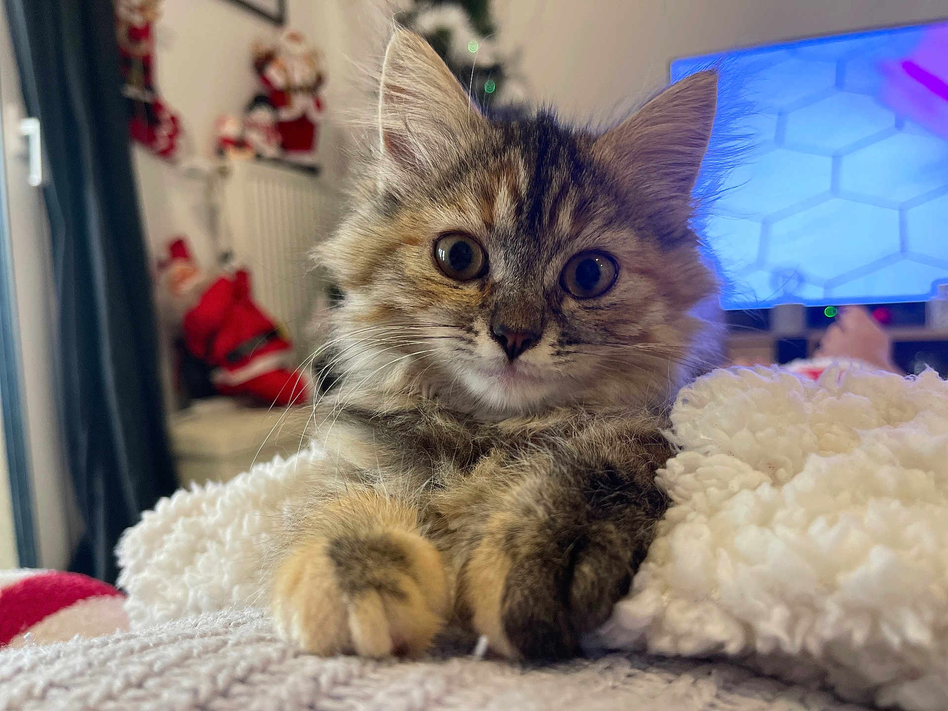 Clochette a rejoint le concours — aidez-le/la à gagner de superbes lots ! kitten, cat, pet, furry, cute, cozy, blanket, indoor, living_room, holiday_decor, close_up, fur, whiskers, paws, relaxed, curious, domestic_animal, animal, young, portrait