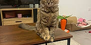 Clochette a rejoint le concours — aidez-le/la à gagner de superbes lots ! kitten, cat, tabby, feline, wooden_table, living_room, television, cat_bed, cat_toys, carpet, carrot_scratch_post, curious, pet, indoor, furniture, cute, small_pet, cozy, domestic_animal, animal