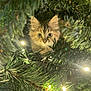 Clochette participe au concours pour gagner de l'argent avec cette photo : kitten, cat, christmas_tree, pine_needles, lights, green, curious, animal, pet, fur, whiskers, indoors, close_up, nature, branch, cute, eyes, holiday, festive, cozy