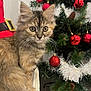 Clochette a rejoint le concours — aidez-le/la à gagner de superbes lots ! kitten, cat, feline, fluffy, cute, christmas_tree, holiday_decorations, red_baubles, white_garland, indoor, pet, animal, closeup, curious, young_cat, decor, festive, cozy, soft_fur, domestic_cat