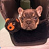 animal, bedding, black_carrier, closeup, cozy, cute, dog, ears, eyes, face, french_bulldog, furry, indoor, pet, playful, plush_toy, portrait, puppy, red_ball, stuffed_animal