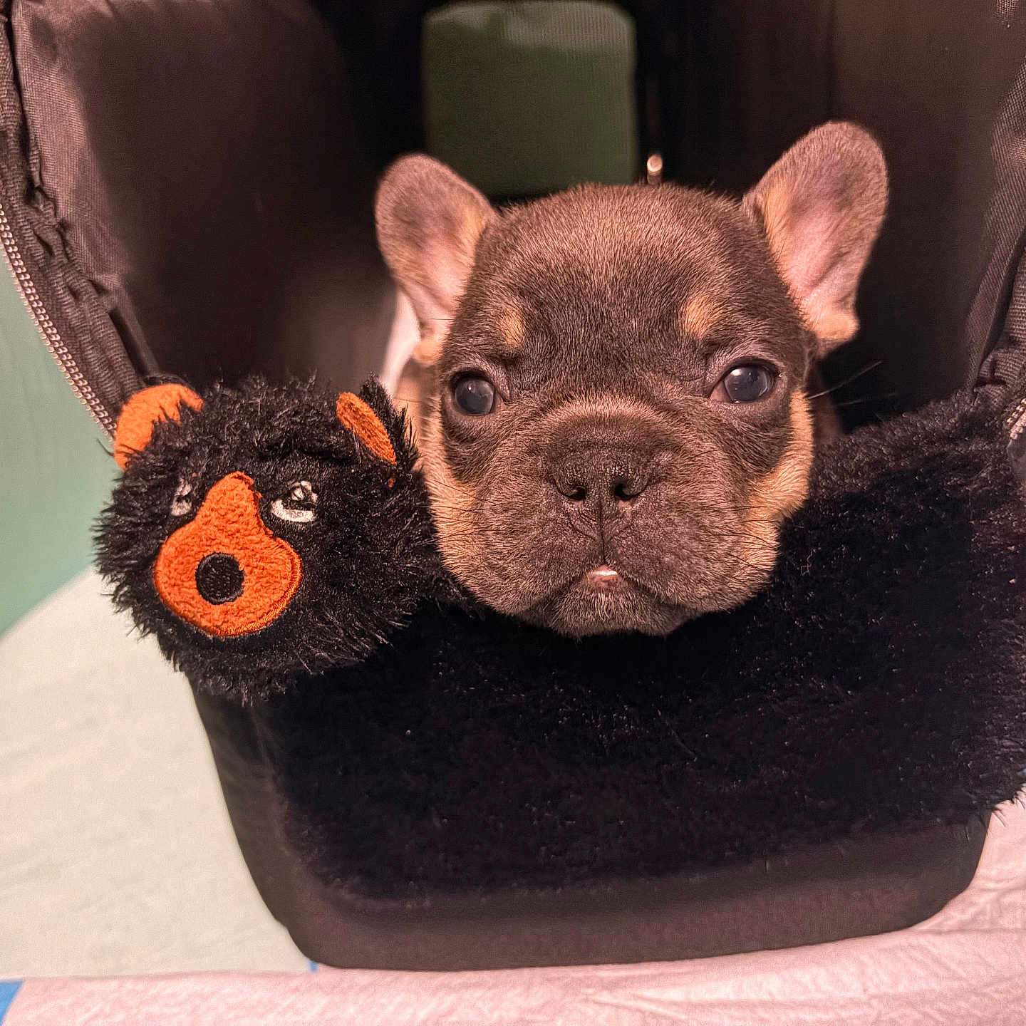 Elvie is registered to the contest to win money with this photo: animal, bedding, black_carrier, closeup, cozy, cute, dog, ears, eyes, face, french_bulldog, furry, indoor, pet, playful, plush_toy, portrait, puppy, red_ball, stuffed_animal
