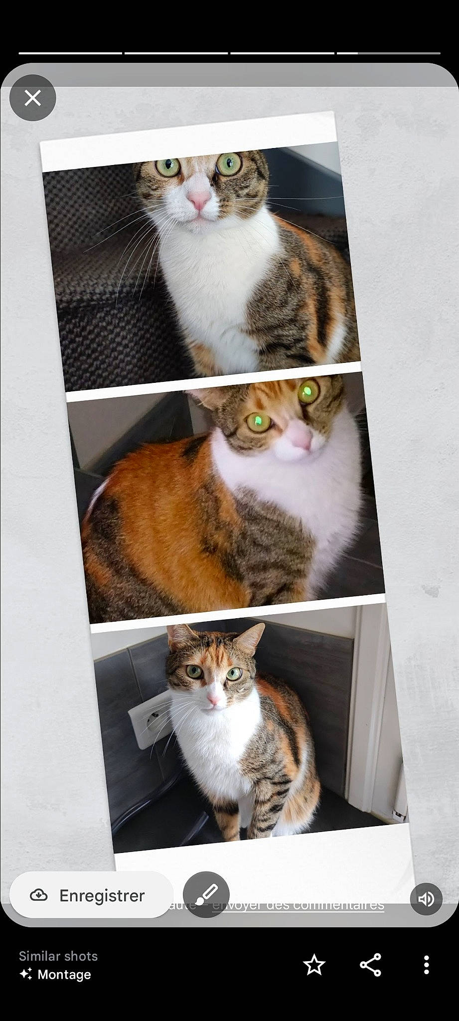 Penny participe au concours pour gagner de l'argent avec cette photo : art, carnivore, cat, collage, domestic_short_haired_cat, felidae, fur, internet_meme, mammal, paw, photo_caption, photography, rectangle, small_to_medium_sized_cats, tail, whiskers, window