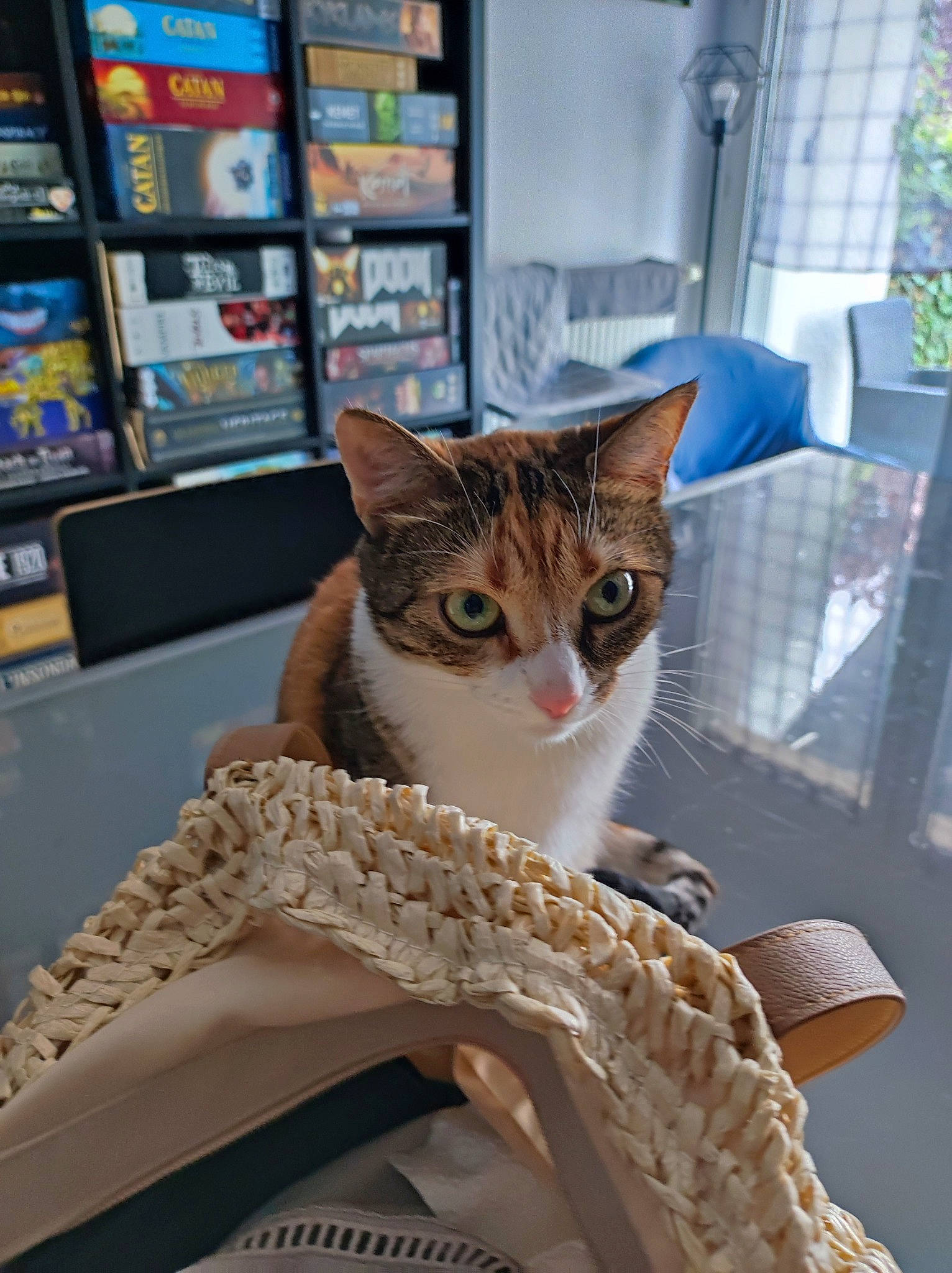 Penny a rejoint le concours — aidez-le/la à gagner de superbes lots ! bookcase, carnivore, cat, comfort, domestic_short_haired_cat, fawn, felidae, fur, paw, pet_supply, publication, shelf, shelving, sitting, small_to_medium_sized_cats, snout, tail, whiskers, window, wood