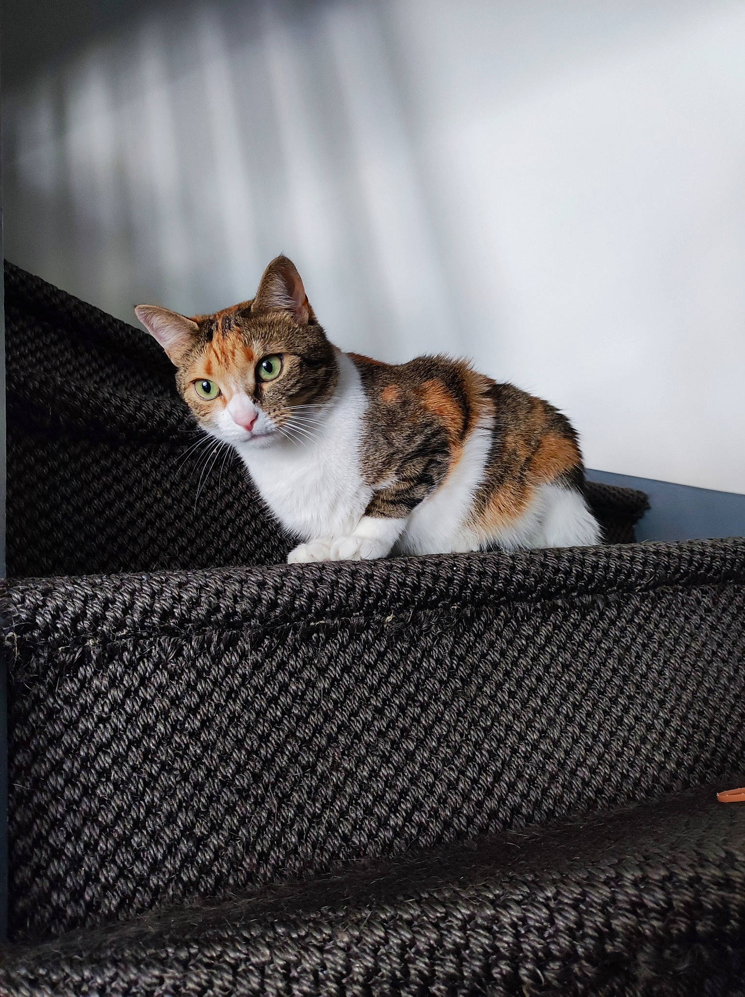 Penny a rejoint le concours — aidez-le/la à gagner de superbes lots ! carnivore, cat, comfort, domestic_short_haired_cat, felidae, fur, grey, linens, paw, small_to_medium_sized_cats, tail, terrestrial_animal, tree, whiskers, wood