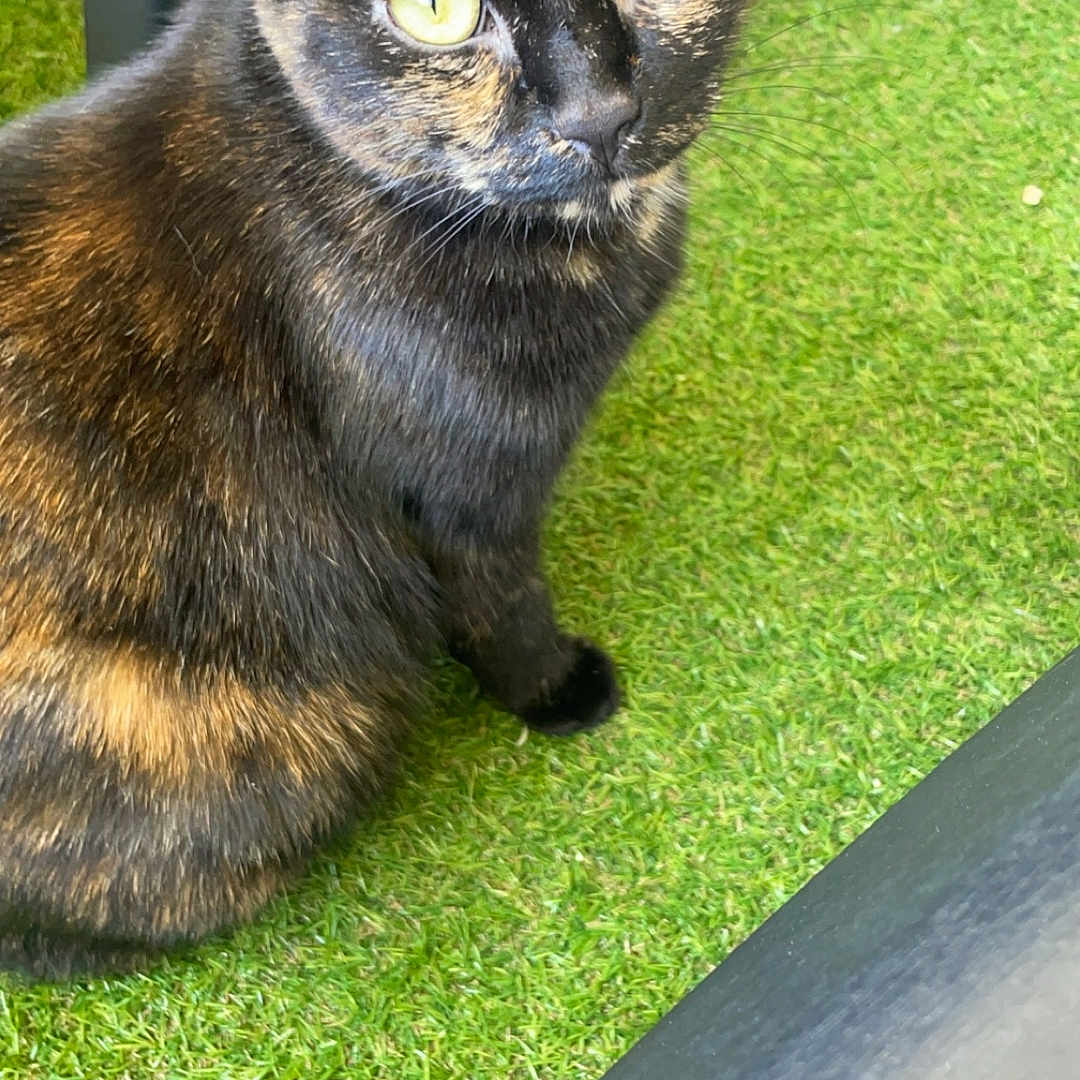 Loki a rejoint le concours — aidez-le/la à gagner de superbes lots ! abyssinian, animal, backyard, blackcat, brasssection, cat, field, grass, grassland, green, horn, kitten, lawn, manx, musicalinstrument, nature, outdoors, pet, plant, yard