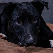Sophie joined the competition — help win amazing prizes! animal, black_dog, black_fur, brown_cushion, brown_eyes, close_up, cozy, dog, floppy_ears, home, indoor, lying_down, nose, paws, pet, photography, portrait, sad_expression, snout, white_paw