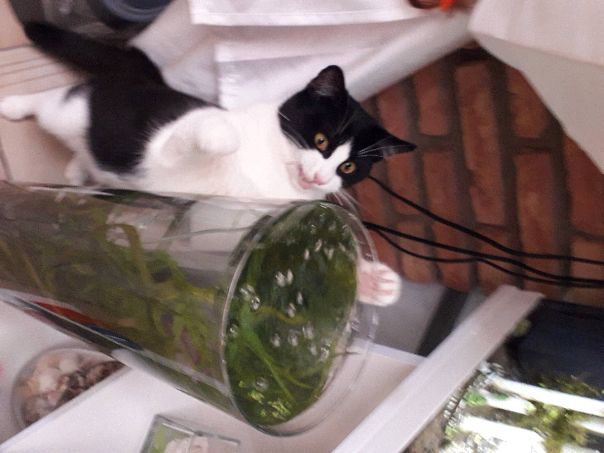 Pacha participe au concours pour gagner de l'argent avec cette photo : box, carnivore, cat, cat_supply, comfort_food, domestic_short_haired_cat, felidae, fur, glass, herb, houseplant, plant, porcelain, room, small_to_medium_sized_cats, tableware, tail, tree, whiskers