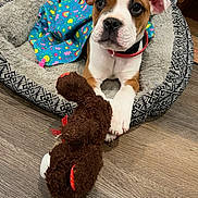 Rocky joined the competition — help win amazing prizes! puppy, dog, pet, bed, blanket, toy, stuffed_animal, floor, indoor, collar, brown, white, cute, animal, young, ears, paws, fur, looking, resting