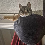 Missy is registered to the contest to win money with this photo: animal, cat, cat_bed, cozy, curtain, domestic, ears, face, feline, fur, home, indoor, looking, paw, pet, red_curtain, resting, stretching, whiskers, window