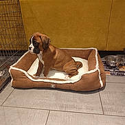 Arry participe au concours pour gagner de l'argent avec cette photo : puppy, dog, dog_bed, brown, white, tile_floor, sofa, mustard_color, pet, indoor, crate, food_bowl, cozy, cute, young_dog, furniture, resting_place, pet_accessory, domestic, animal
