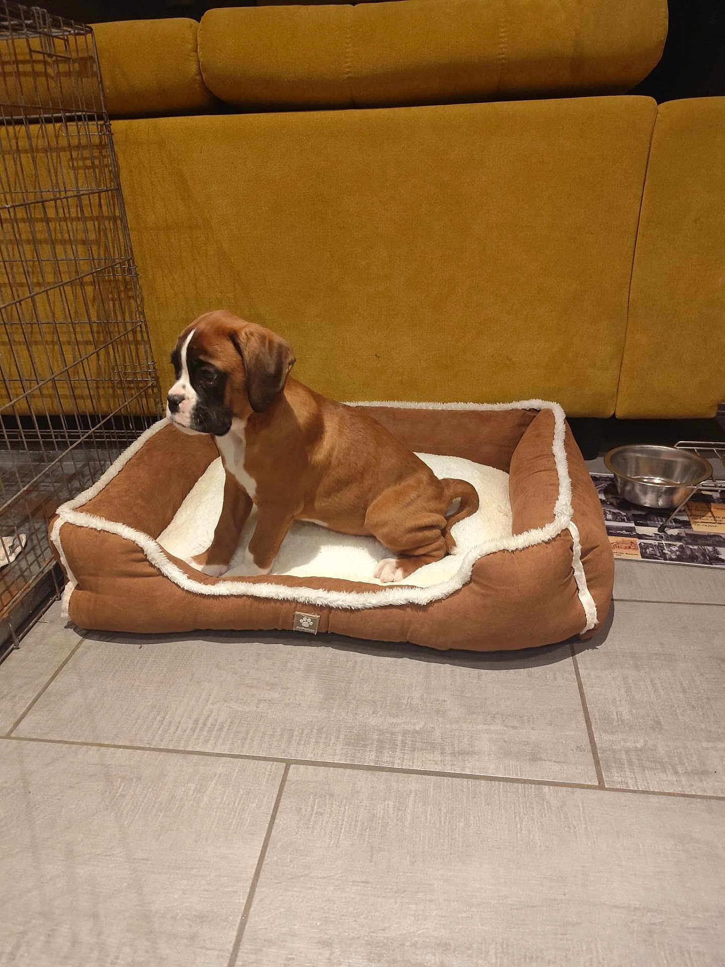 Arry participe au concours pour gagner de l'argent avec cette photo : puppy, dog, dog_bed, brown, white, tile_floor, sofa, mustard_color, pet, indoor, crate, food_bowl, cozy, cute, young_dog, furniture, resting_place, pet_accessory, domestic, animal