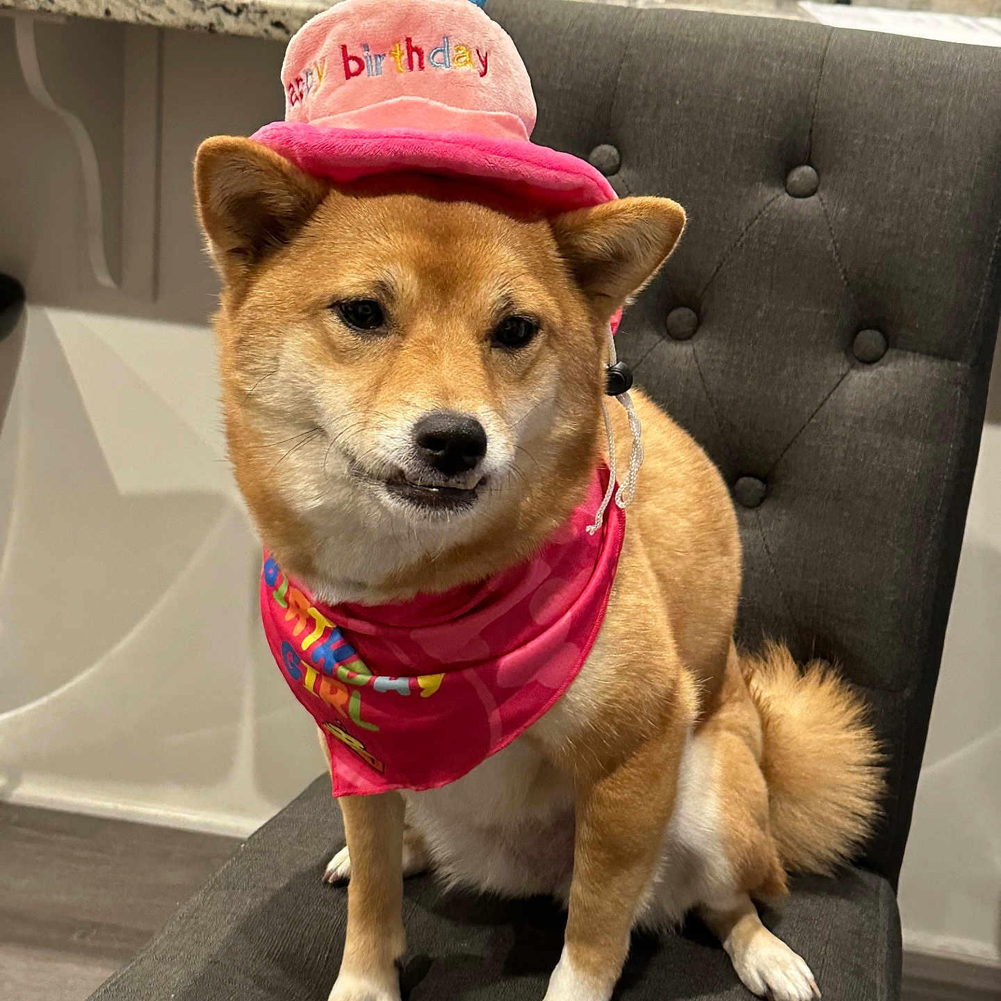 Raven is registered to the contest to win money with this photo: accessories, animal, baseballcap, canine, cap, chair, clothing, cream, dessert, dog, food, furniture, hat, husky, icecream, indoors, leash, pet, puppy, strap