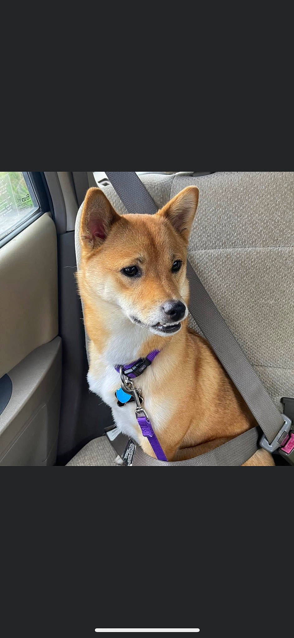 Raven is registered to the contest to win money with this photo: automotive_exterior, car, car_seat, carnivore, collar, companion_dog, dog, dog_breed, dog_collar, dog_supply, electric_blue, fawn, snout, spitz, tail, vehicle, vehicle_door, whiskers, windshield, working_animal