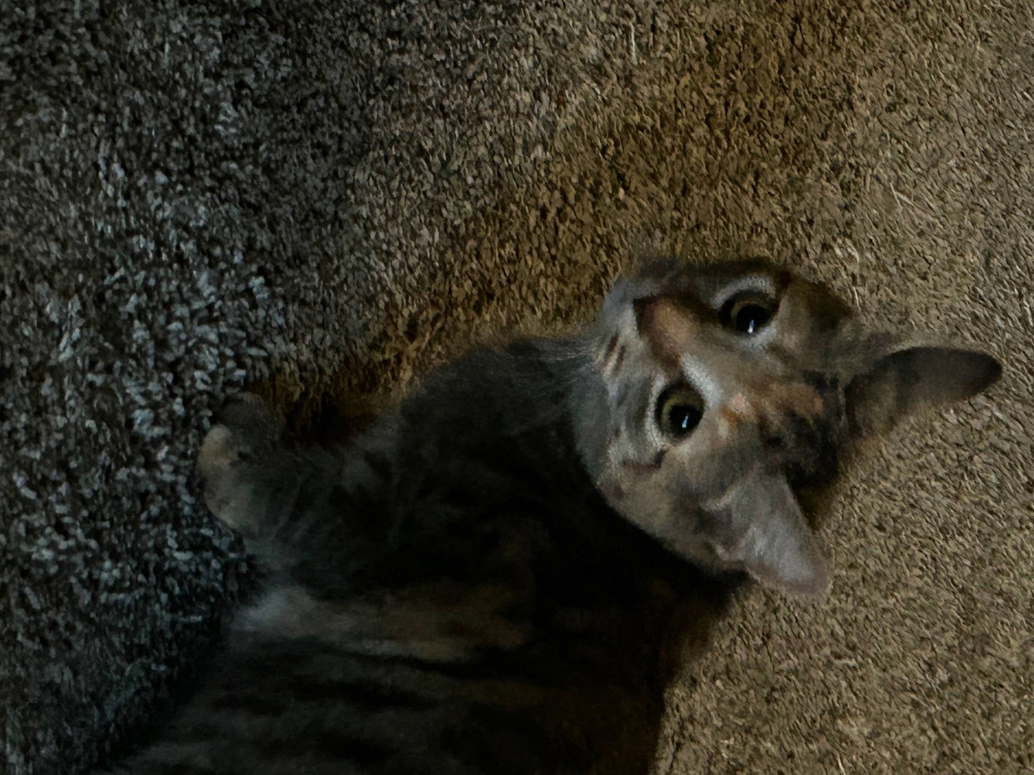 Bella is registered to the contest to win money with this photo: canidae, carnivore, cat, claw, dog_breed, domestic_short_haired_cat, fawn, felidae, fur, grey, marsupial, paw, procyonidae, small_to_medium_sized_cats, soil, sporting_group, tail, terrestrial_animal, whiskers, wildlife