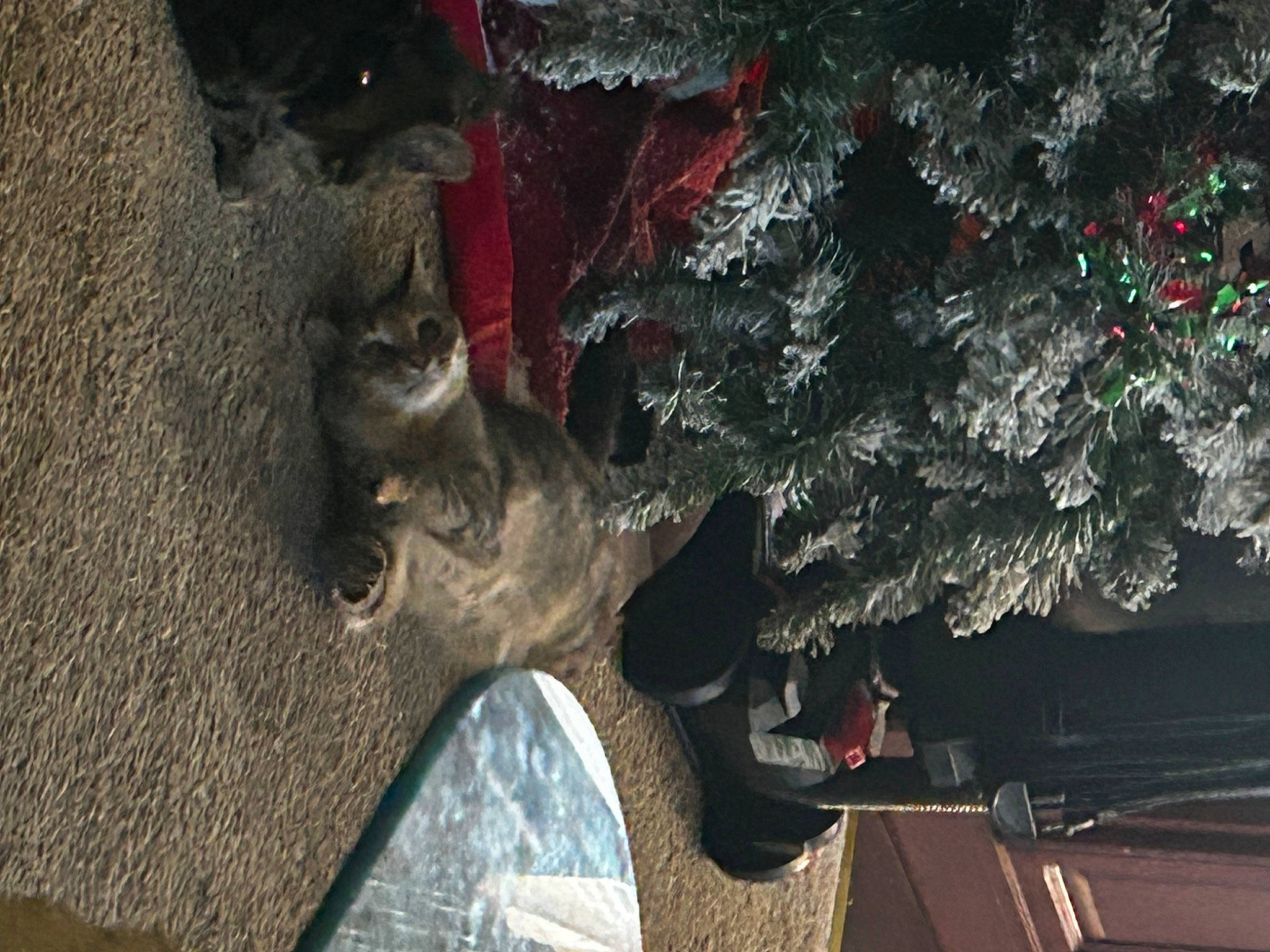 Bella is registered to the contest to win money with this photo: auto_part, automotive_exterior, automotive_tire, carmine, christmas_decoration, christmas_ornament, christmas_tree, conifer, domestic_short_haired_cat, felidae, fur, plant, shadow, small_to_medium_sized_cats, soil, tail, tints_and_shades, tree, whiskers, winter