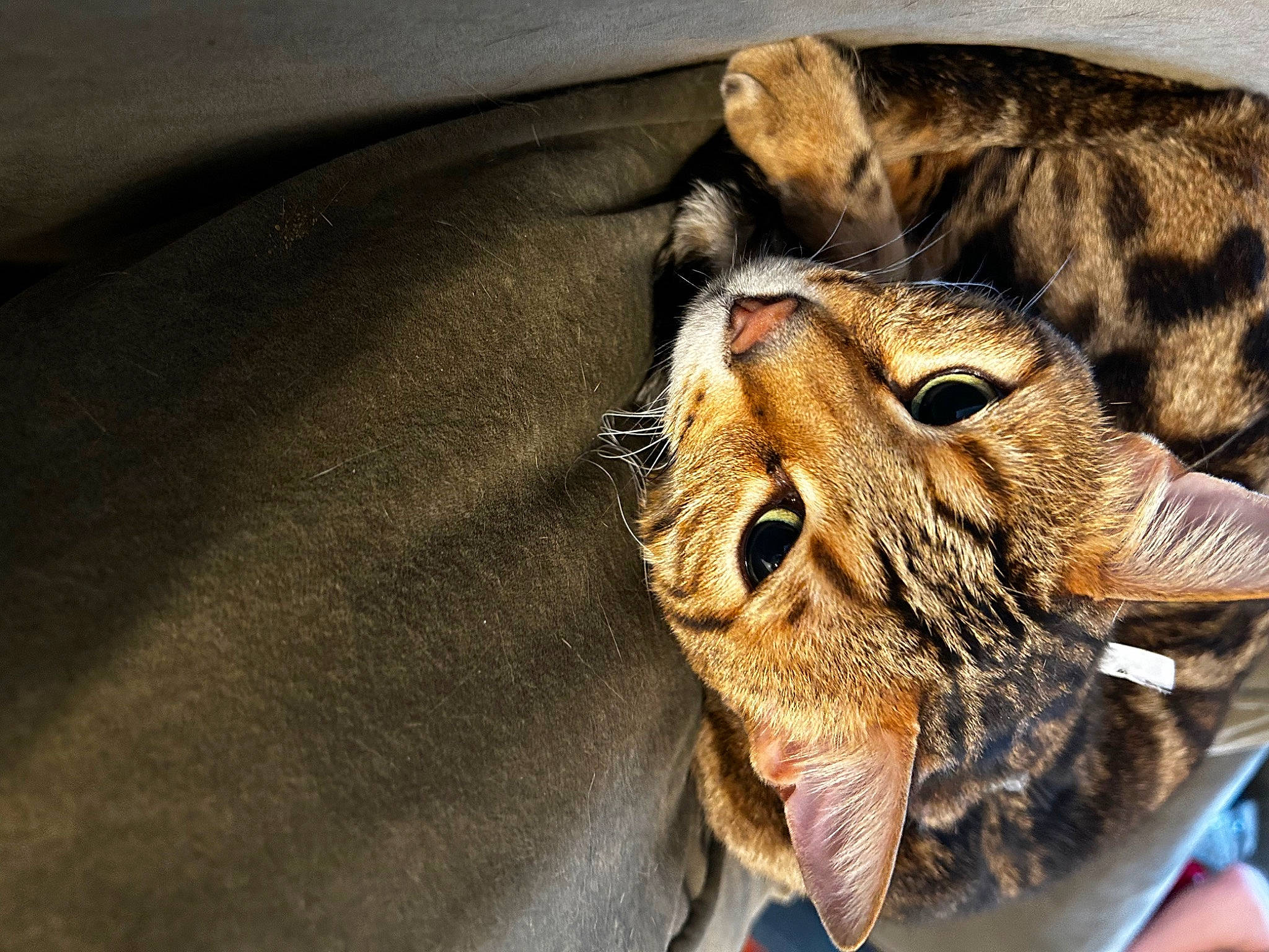 Havoc joined the competition — help win amazing prizes! big_cats, carnivore, cat, claw, close_up, domestic_short_haired_cat, fang, felidae, fur, paw, small_to_medium_sized_cats, snout, terrestrial_animal, whiskers, wildlife, window