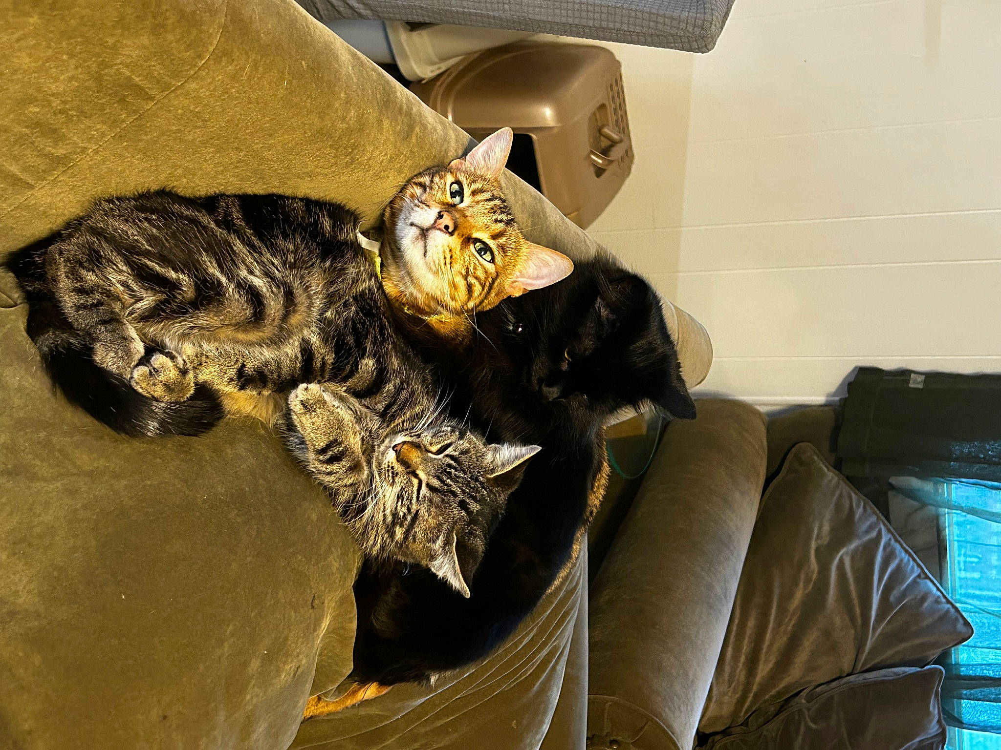 Havoc is registered to the contest to win money with this photo: comfort, couch, fashion_accessory, feather, felidae, fur, hat, helmet, metal, pattern, personal_protective_equipment, room, sleeve, watch, wing