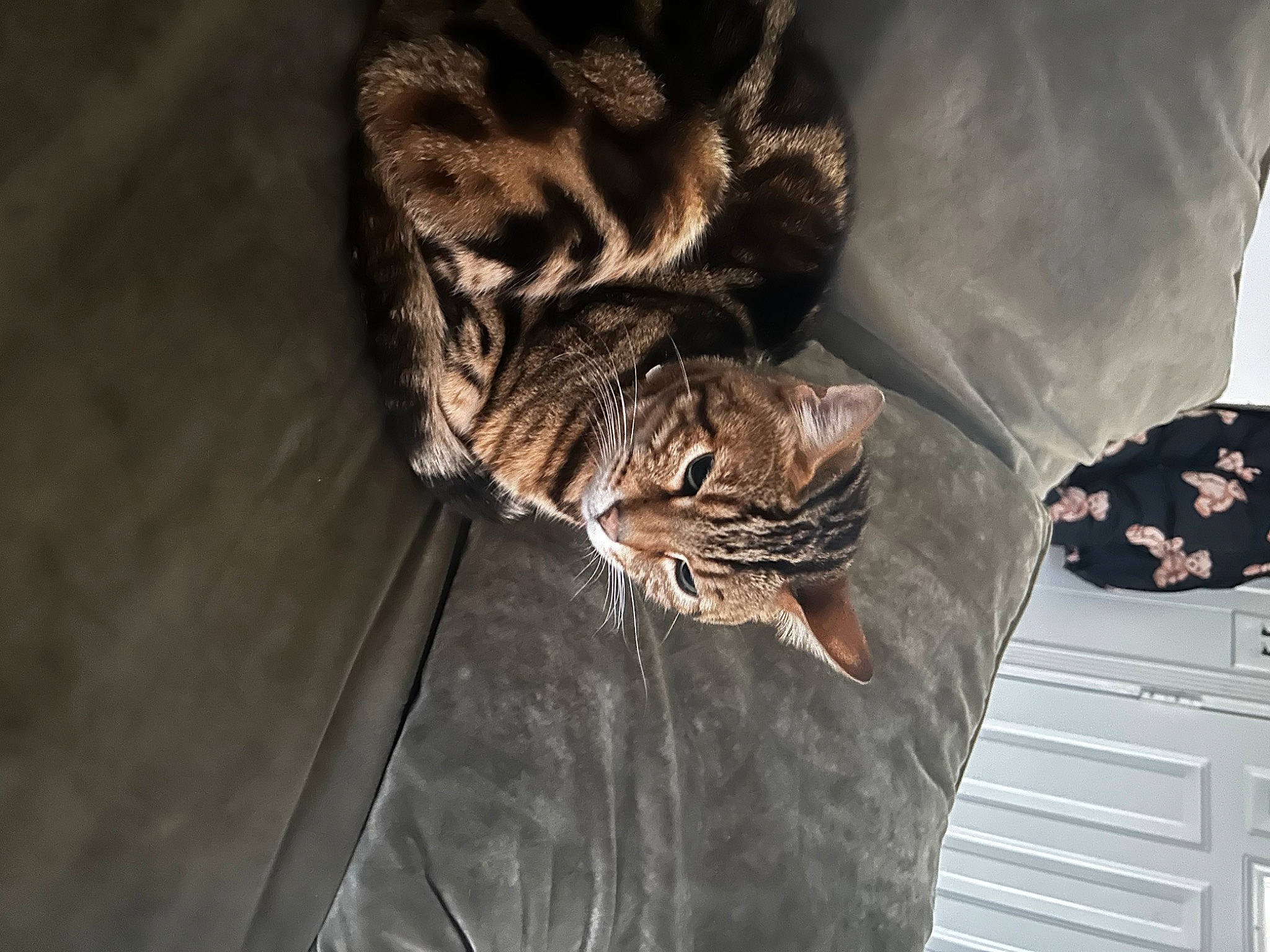 Havoc is registered to the contest to win money with this photo: big_cats, carnivore, cat, comfort, domestic_short_haired_cat, fawn, felidae, fur, grey, organism, pattern, sleeve, small_to_medium_sized_cats, snout, tail, terrestrial_animal, tree, whiskers, wildlife, wood