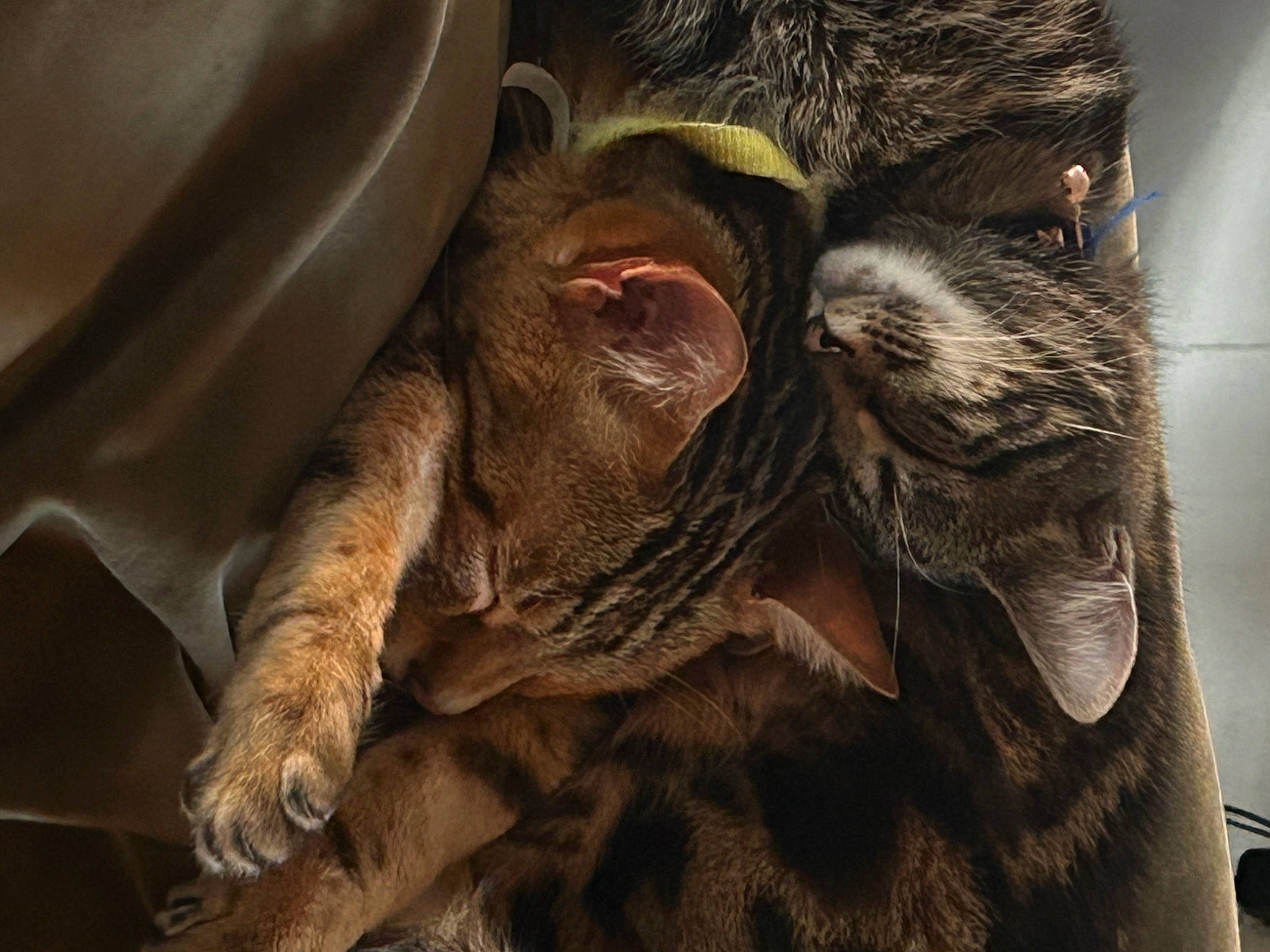 Havoc is registered to the contest to win money with this photo: carnivore, cat, claw, comfort, domestic_short_haired_cat, eye, fawn, felidae, fur, liver, nap, paw, small_to_medium_sized_cats, snout, suidae, tail, terrestrial_animal, whiskers, wildlife, wrinkle