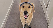 Jack is registered to the contest to win money with this photo: animal, canine, carpet, cute, dog, domestic_animal, ears, four_legs, friendly, fur, golden_retriever, hallway, indoor, leash, pet, shoes, smiling, tail, visor, walking_gear