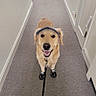Jack is registered to the contest to win money with this photo: dog, golden_retriever, visor, leash, shoes, carpet, hallway, pet, indoor, smiling, canine, walking_gear, animal, friendly, cute, domestic_animal, four_legs, fur, ears, tail
