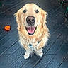 Jack joined the competition — help win amazing prizes! dog, golden_retriever, pet, smiling, happy, indoor, wooden_floor, orange_bowl, canine, animal, fur, collar, tongue_out, looking_up, friendly, cute, domestic_animal, companion, sitting, bright
