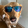 Jack joined the competition — help win amazing prizes! animal, blue_lenses, canine, close_up, cool, dog, domestic_animal, ears, floor, fur, golden_retriever, house, indoor, looking_at_camera, nose, pet, portrait, sunglasses, wall, whiskers