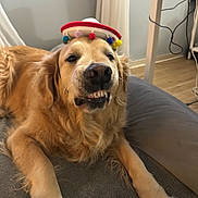Jack is registered to the contest to win money with this photo: dog, golden_retriever, hat, sombrero, pet, indoor, blanket, floor, wooden_floor, furniture, desk, cable, lying_down, smiling, cute, animal, canine, fur, mischievous, portrait