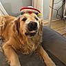dog, golden_retriever, hat, sombrero, pet, indoor, blanket, floor, wooden_floor, furniture, desk, cable, lying_down, smiling, cute, animal, canine, fur, mischievous, portrait