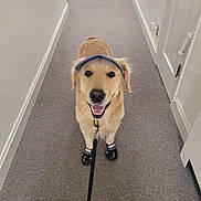 Jack is registered to the contest to win money with this photo: animal, canine, carpet, dog, dog_shoes, door, ears, fur, golden_retriever, hallway, happy, house, indoor, leash, pet_accessory, smiling_dog, standing, visor, walking_gear, white_wall