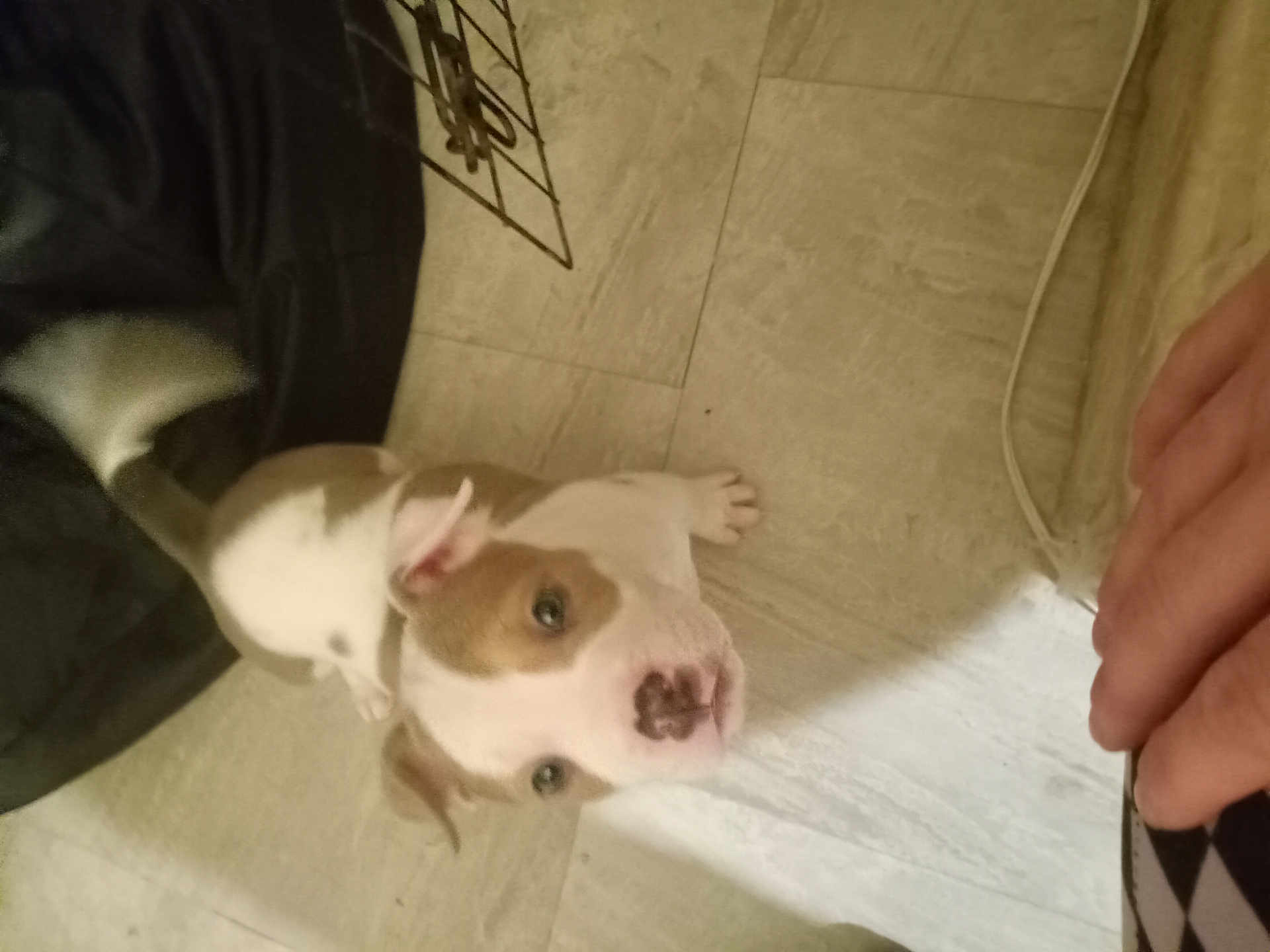 Paisley is registered to the contest to win money with this photo: puppy, dog, floor, tile, hand, beanbag, indoor, pet, young, brown_fur, white_fur, curious, looking_up, animal, cute, small, ears, tail, nose, paw