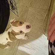 Paisley joined the competition — help win amazing prizes! puppy, dog, brown_and_white, curious, looking_up, floor, tile_floor, hand, person, checkered, fabric, indoor, pet, young_dog, domestic_animal, cute, small_dog, animal, companion, paw