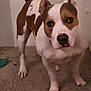 Paisley joined the competition — help win amazing prizes! dog, brown_and_white, pet, indoor, carpet, standing, ears_up, tail_wagging, curious, canine, fur, animal, looking_at_camera, four_legs, medium_sized, domestic, close_up, companion, home, mammal