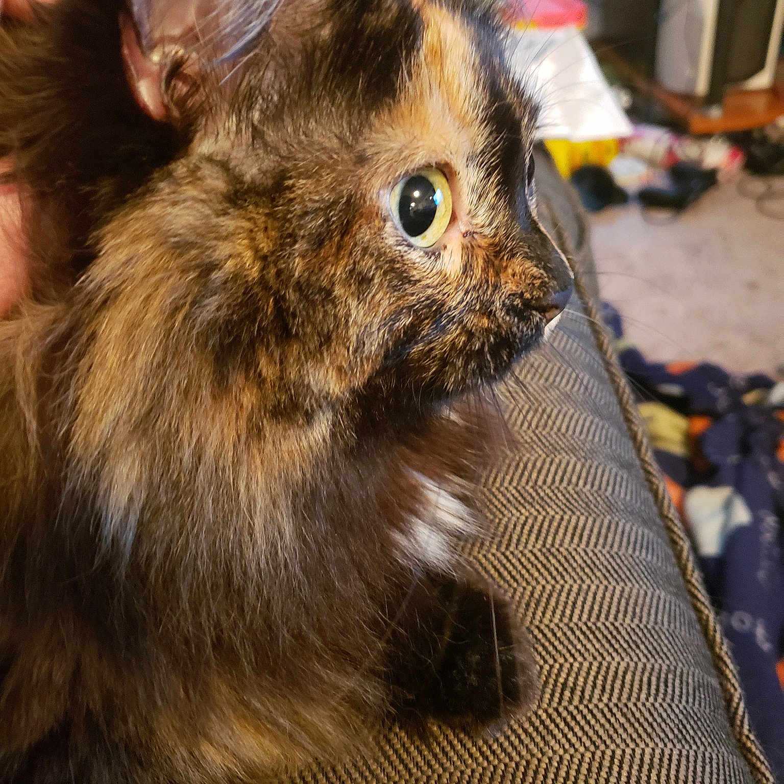 Garbage is registered to the contest to win money with this photo: domestic_rabbit, ear, fawn, fur, mammal, rabbit, rabbits_and_hares, skin, snout, whiskers