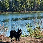 Alf a rejoint le concours — aidez-le/la à gagner de superbes lots ! dogs, black_dogs, two_animals, pets, canines, outdoors, lakeside, lake, water, trees, autumn, foliage, nature, shoreline, dirt_path, leash, standing, fluffy, park, landscape
