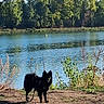 autumn, black_dogs, canines, dirt_path, dogs, fluffy, foliage, lake, lakeside, landscape, leash, nature, outdoors, park, pets, shoreline, standing, trees, two_animals, water