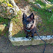 Alf participe au concours pour gagner de l'argent avec cette photo : dog, black_dog, puppy, pet, outdoor, garden, stone, rocks, greenery, plants, sunlight, leash, small_dog, cute, animal, nature, fur, ears, sitting, looking_up