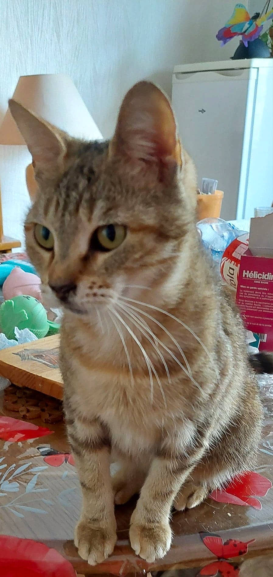 Belle participe au concours pour gagner de l'argent avec cette photo : carnivore, cat, claw, domestic_short_haired_cat, event, fawn, felidae, fur, paw, small_to_medium_sized_cats, snout, tail, terrestrial_animal, whiskers