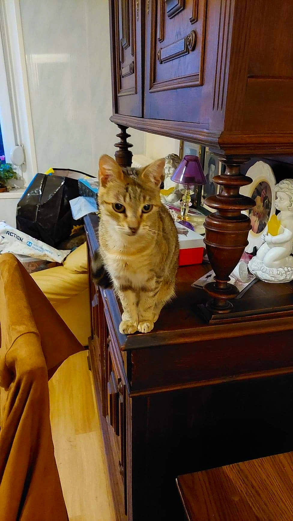 Belle a rejoint le concours — aidez-le/la à gagner de superbes lots ! cabinetry, carnivore, cat, comfort, domestic_short_haired_cat, drawer, fawn, felidae, flooring, fur, hardwood, houseplant, picture_frame, room, small_to_medium_sized_cats, table, tail, toy, whiskers, wood