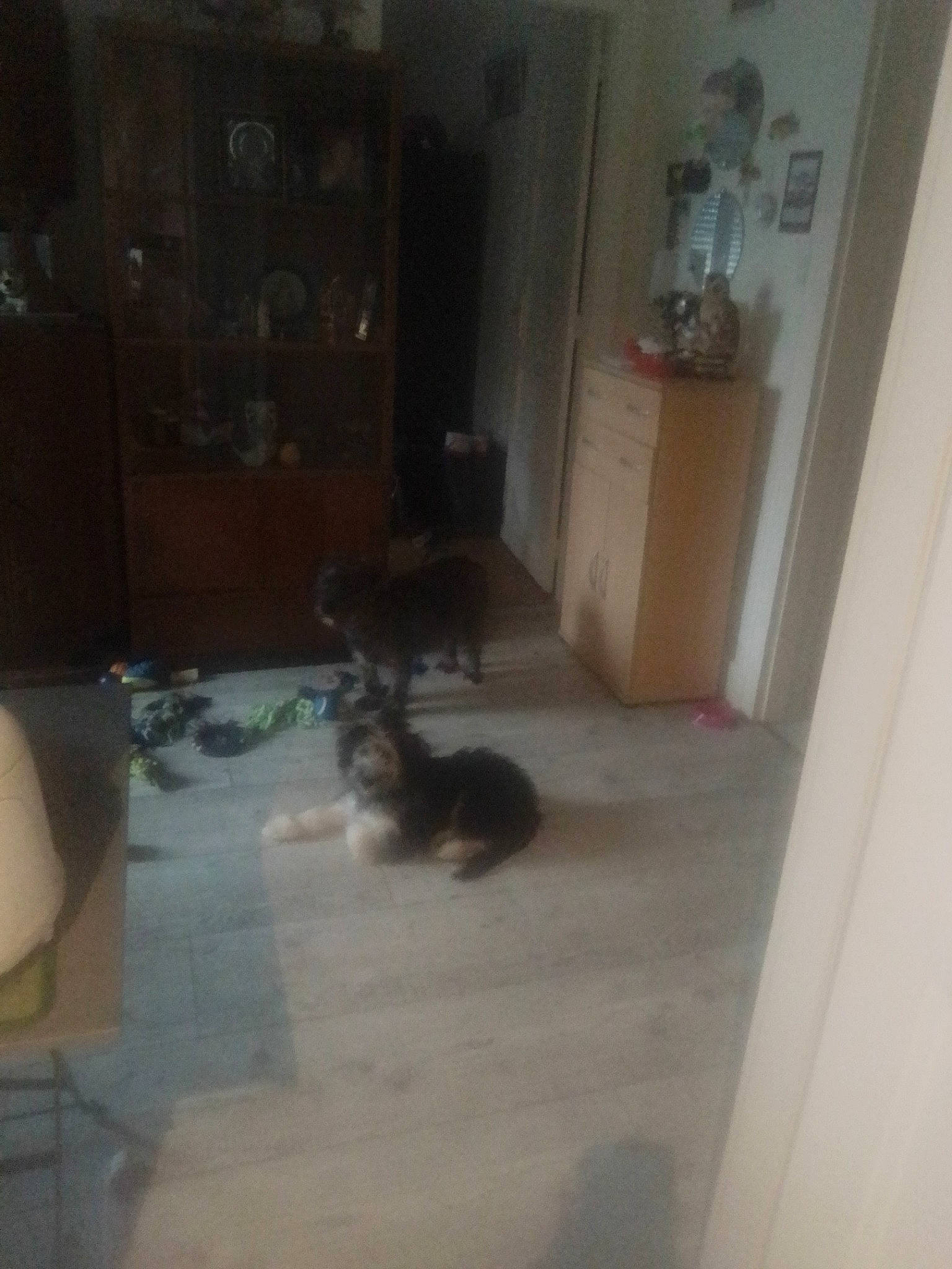 Galopin participe au concours pour gagner de l'argent avec cette photo : bengal, carnivore, cat, fawn, felidae, floor, flooring, hardwood, house, kitten, room, small_to_medium_sized_cats, tail, tile