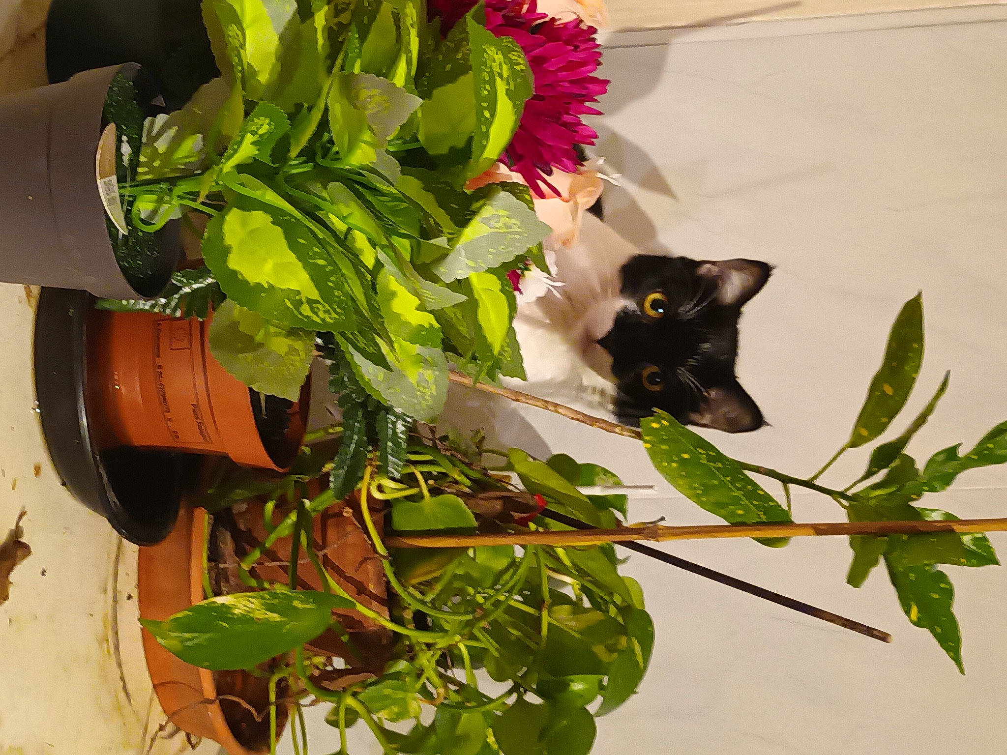 Capucine a rejoint le concours — aidez-le/la à gagner de superbes lots ! annual_plant, bombay, carnivore, cat, felidae, floral_design, floristry, flower, flower_arranging, flowering_plant, flowerpot, herbaceous_plant, houseplant, petal, plant, small_to_medium_sized_cats, tail, twig, whiskers, window