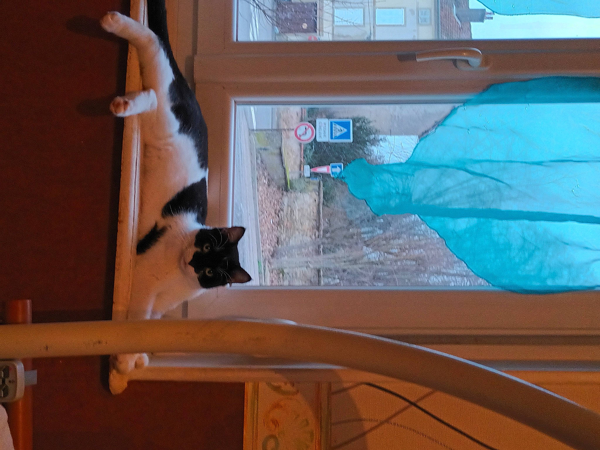 Capucine a rejoint le concours — aidez-le/la à gagner de superbes lots ! automotive_exterior, balance, cat, electrical_wiring, felidae, glass, hardwood, hood, paint, plywood, room, shade, stairs, tints_and_shades, vehicle_door, visual_arts, window, windshield, wood, wood_stain